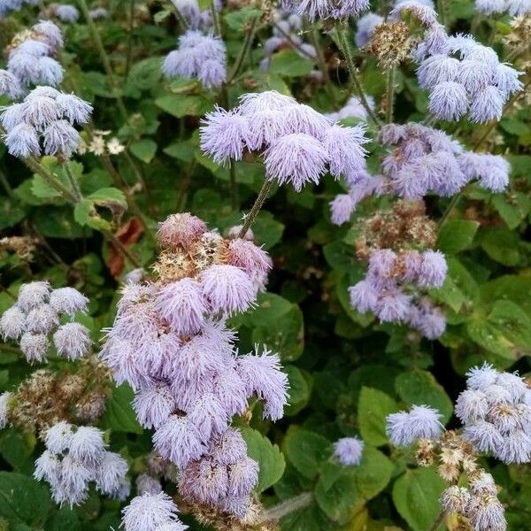 Ageratum conyzoides Flower