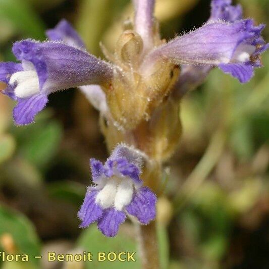 Orobanche mutelii 花