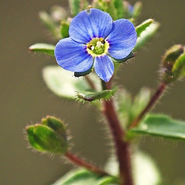 Veronica acinifolia その他の提案