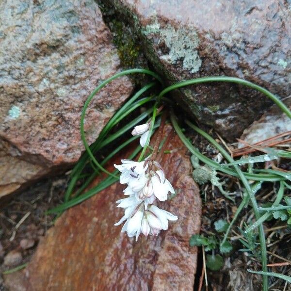 Brimeura fastigiata Blüte