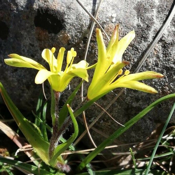 Gagea bohemica Flower