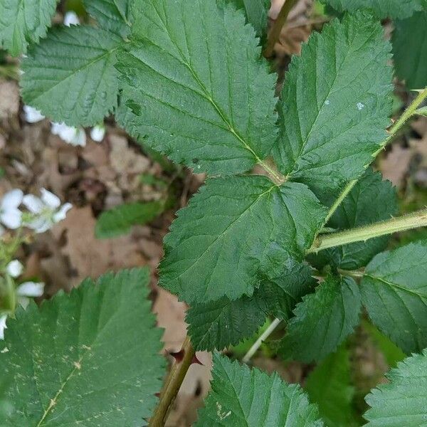 Rubus argutus Leaf