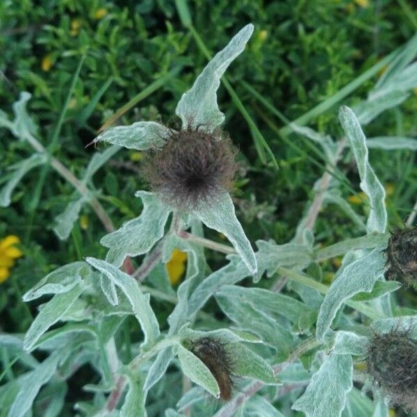 Centaurea pectinata Lorea