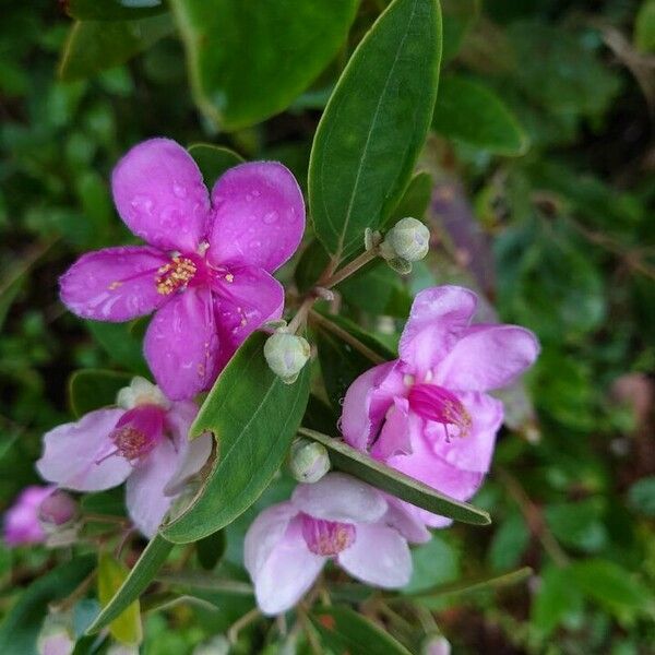 Rhodomyrtus tomentosa Blüte