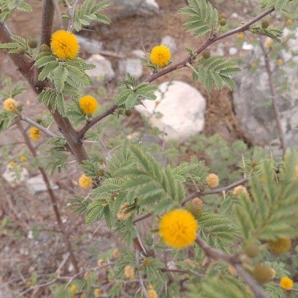 Acacia farnesiana Flor