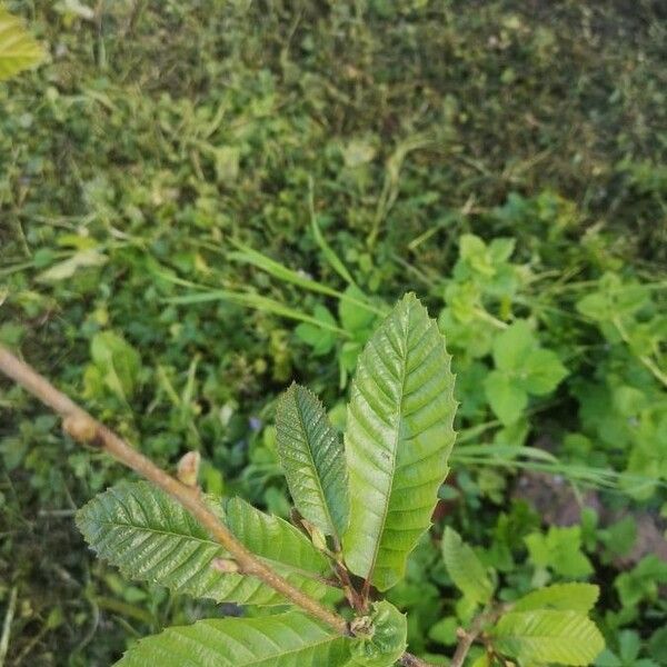 Castanea sativa Blad