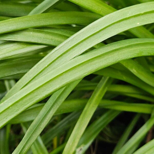 Allium triquetrum Leaf