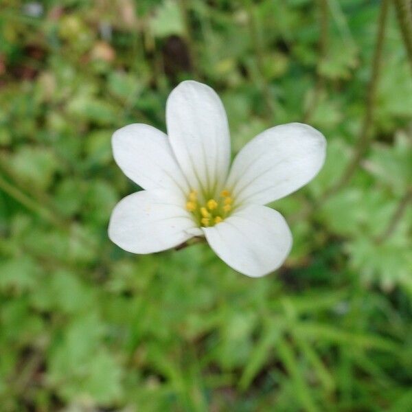 Saxifraga granulata 花