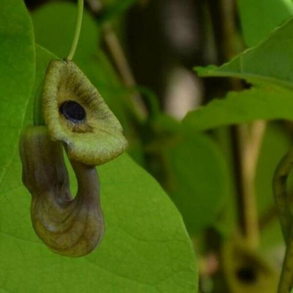 Aristolochia macrophylla Flower