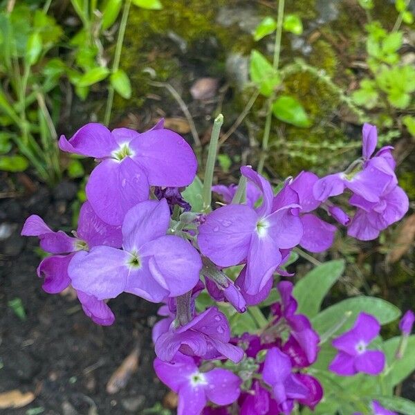 Matthiola maderensis Flor