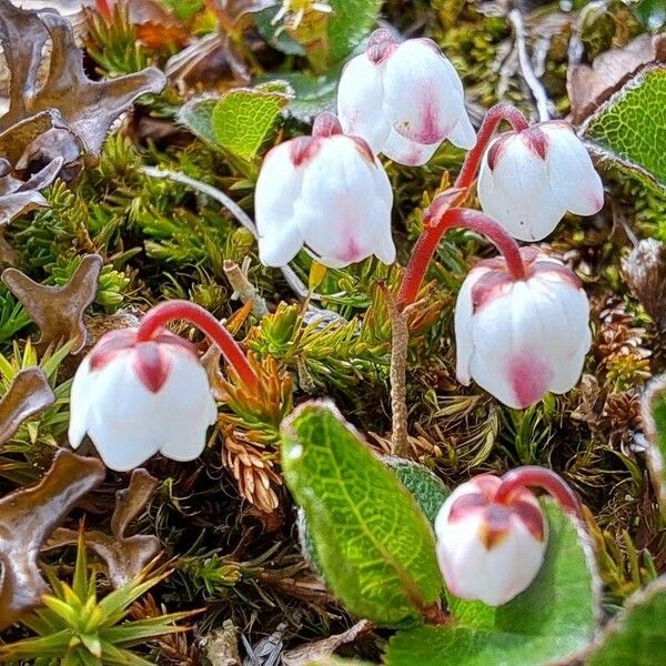 Cassiope hypnoides Кветка