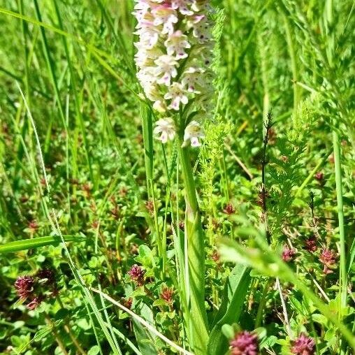 Neotinea ustulata Plante entière