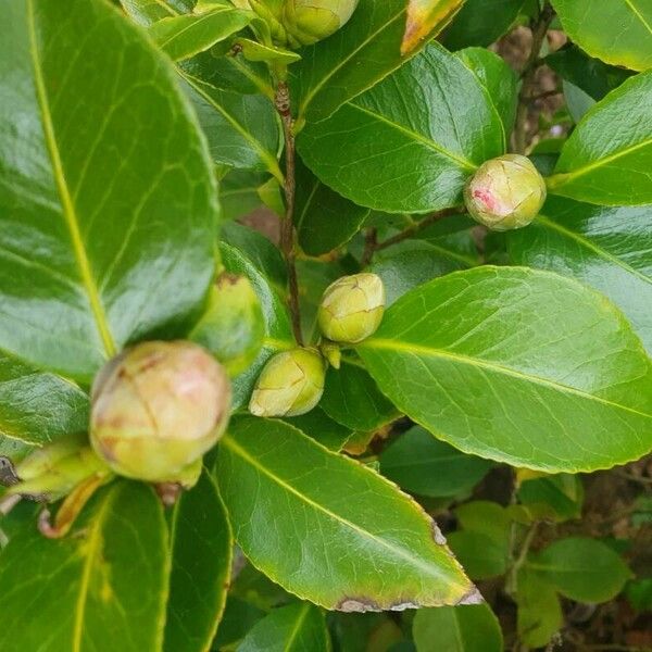 Camellia sasanqua Blad