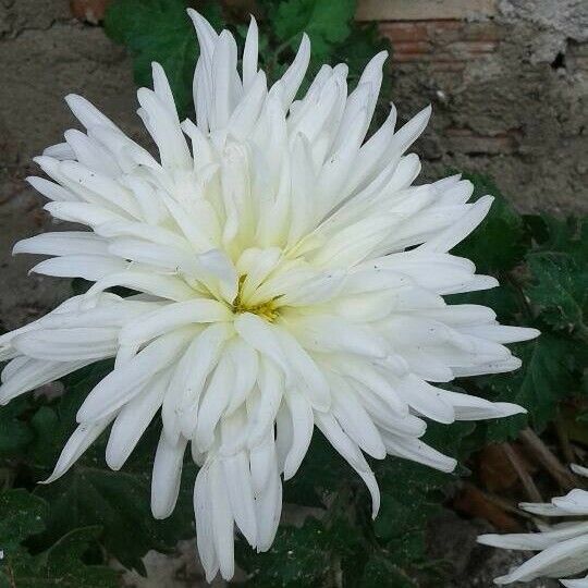 Dendranthema grandiflorum Квітка