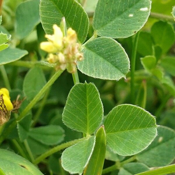 Medicago lupulina Leaf