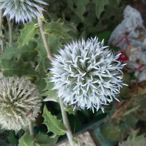 Echinops sphaerocephalus Kvet