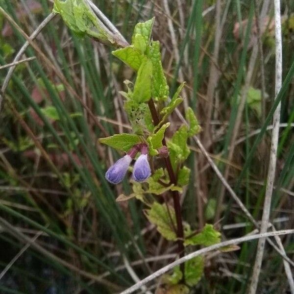 Scutellaria galericulata Fiore