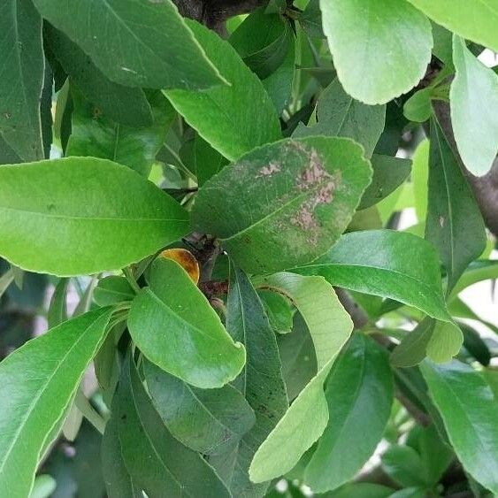 Crataegus crus-galli Yaprak