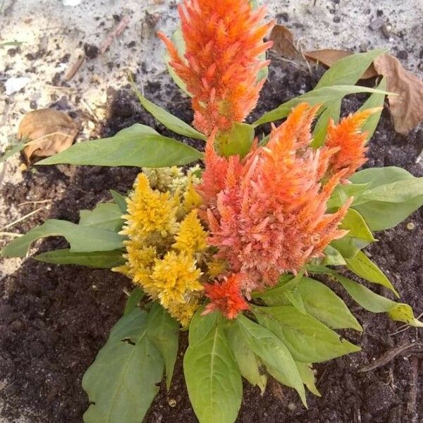 Celosia argentea Habitus