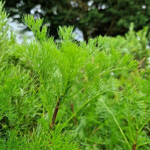 Artemisia abrotanum Leaf