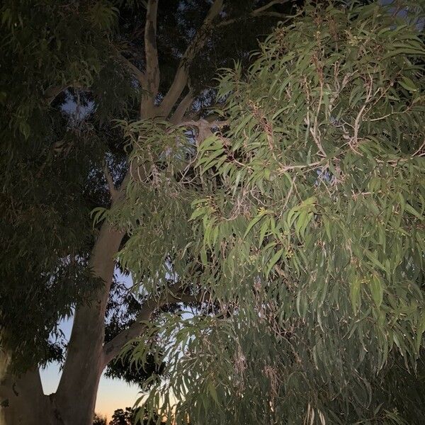 Eucalyptus camaldulensis Folha