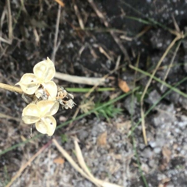 Scilla verna Flower