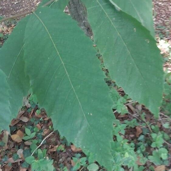 Castanea dentata পাতা