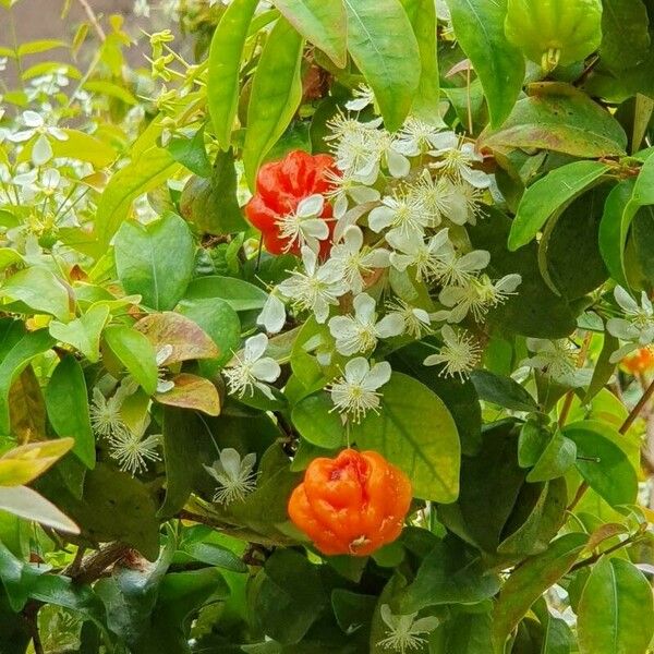 Eugenia uniflora Flower