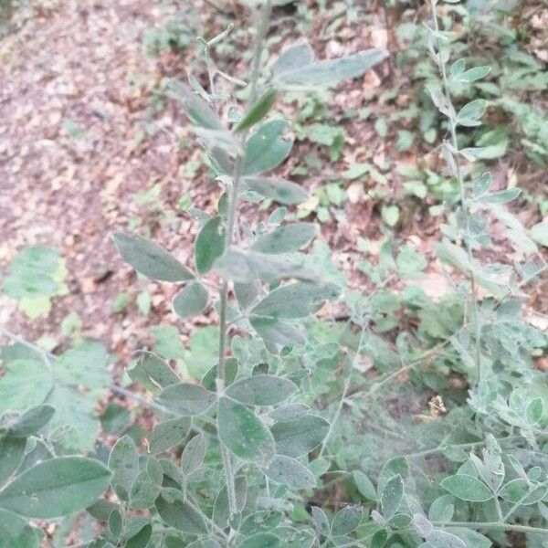 Cytisus villosus عادت