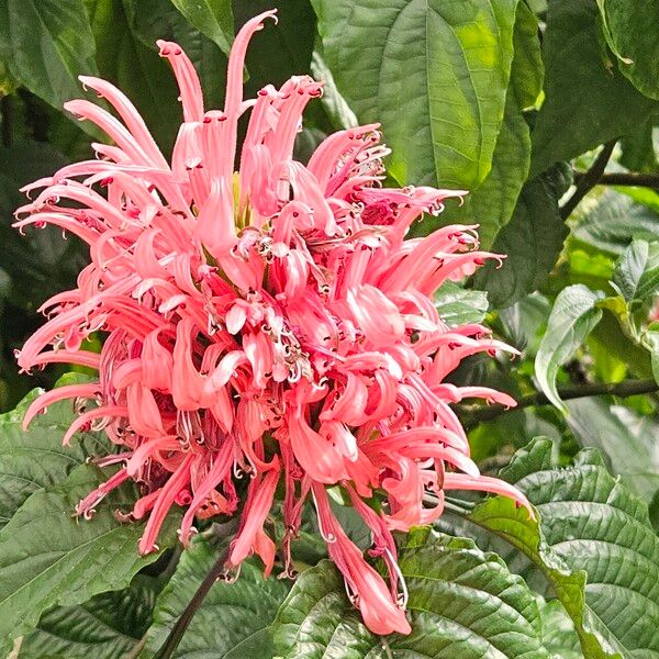 Justicia carnea Blomst