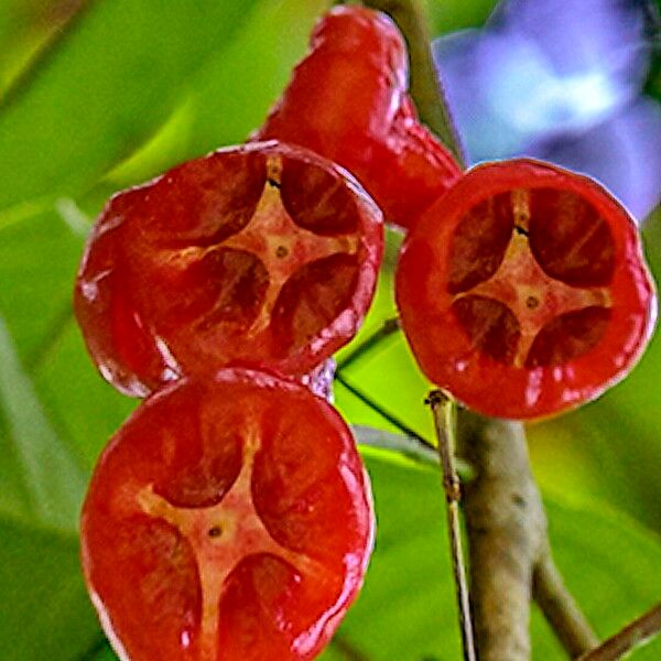 Syzygium samarangense Frukto