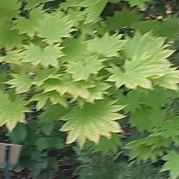 Acer shirasawanum Folha