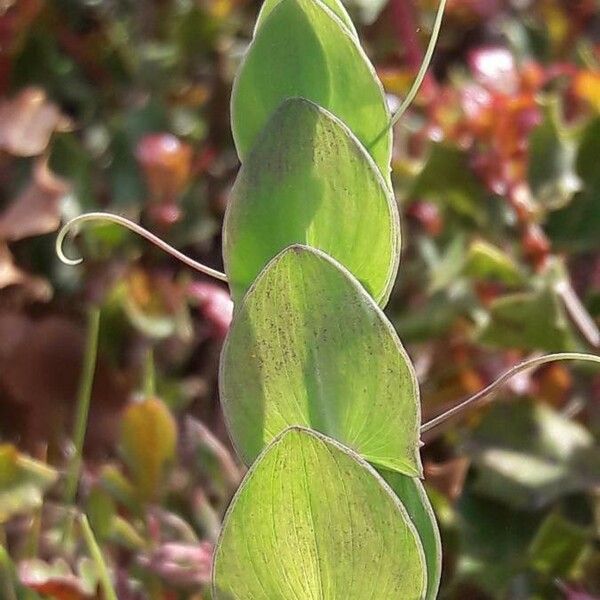 Lathyrus aphaca Lehti