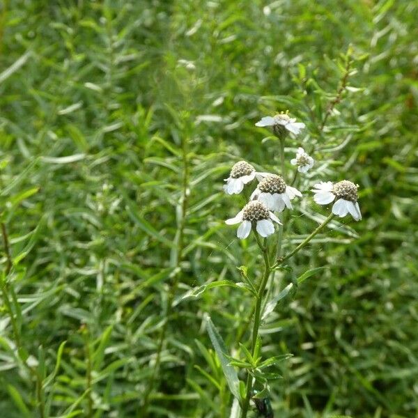 Achillea ptarmica ᱛᱟᱦᱮᱸ