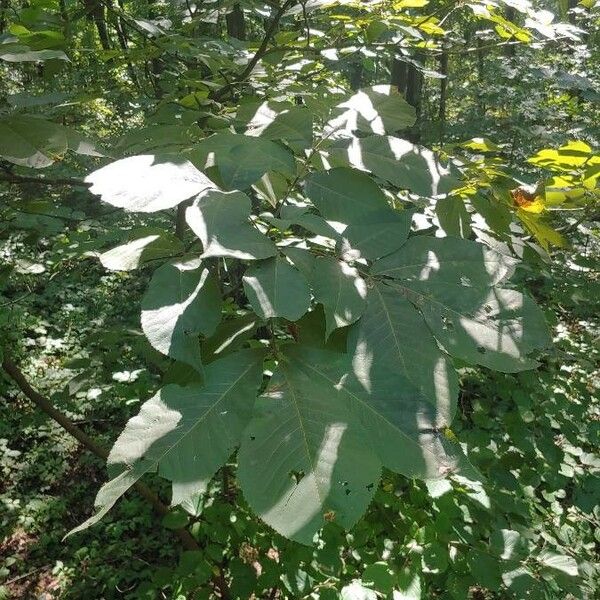 Carya glabra Blad