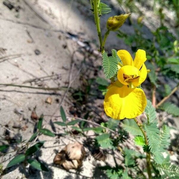 Chamaecrista fasciculata Bloem