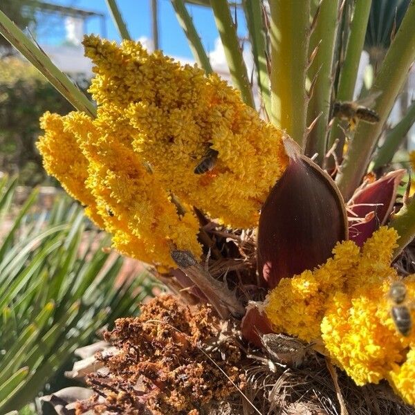 Chamaerops humilis Цветок