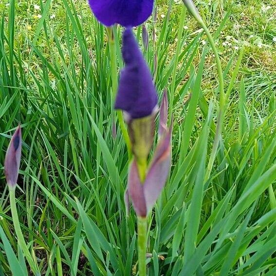 Iris sibirica Flor