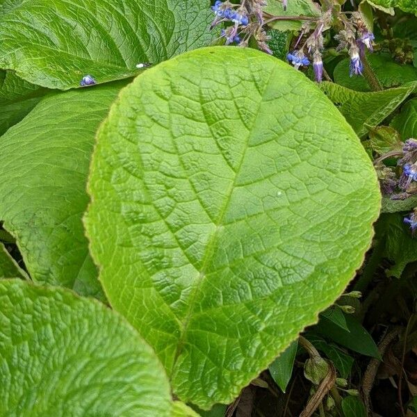 Trachystemon orientalis Deilen