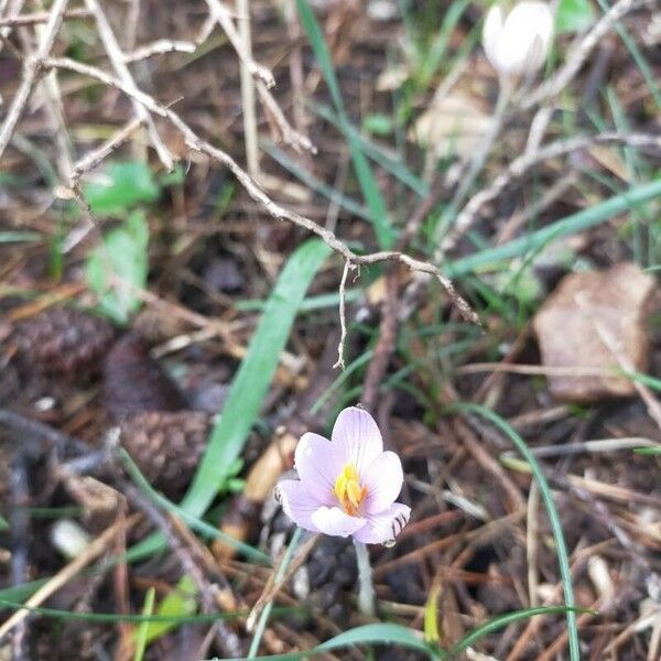 Crocus cambessedesii ফুল