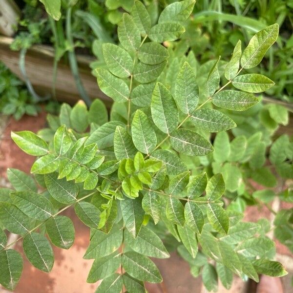 Glycyrrhiza glabra Blad