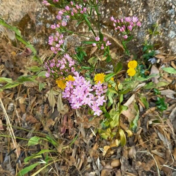 Centaurium erythraea অভ্যাস