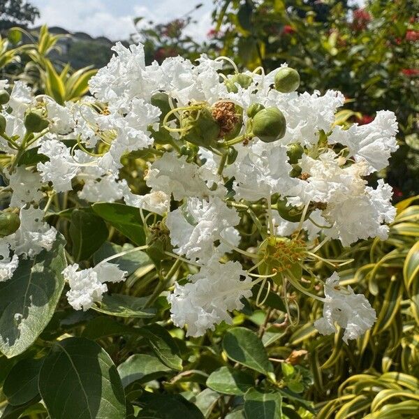 Lagerstroemia speciosa Flor