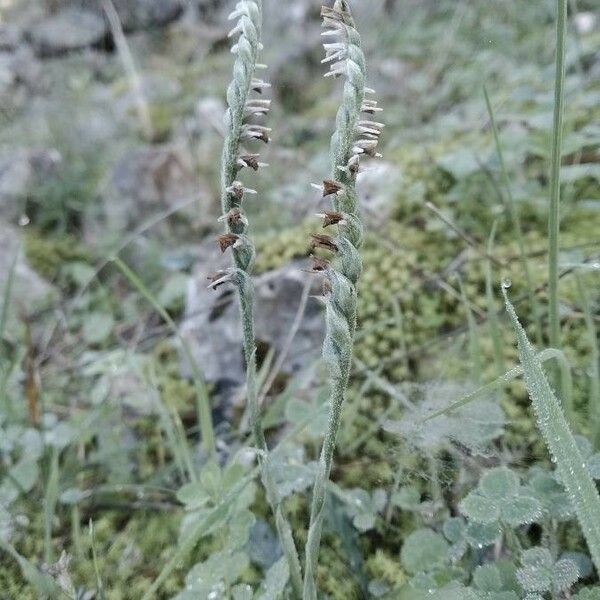 Spiranthes spiralis Fiore