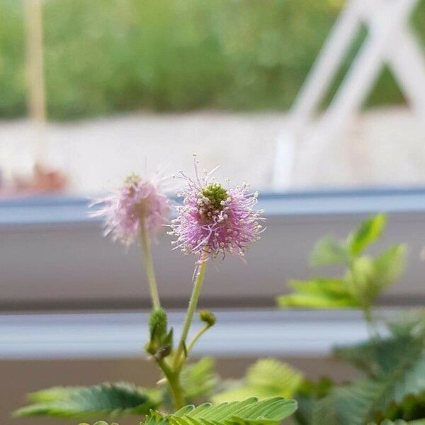 Mimosa pudica Fleur