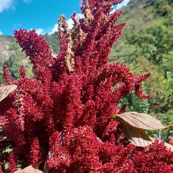 Amaranthus hypochondriacus Квітка