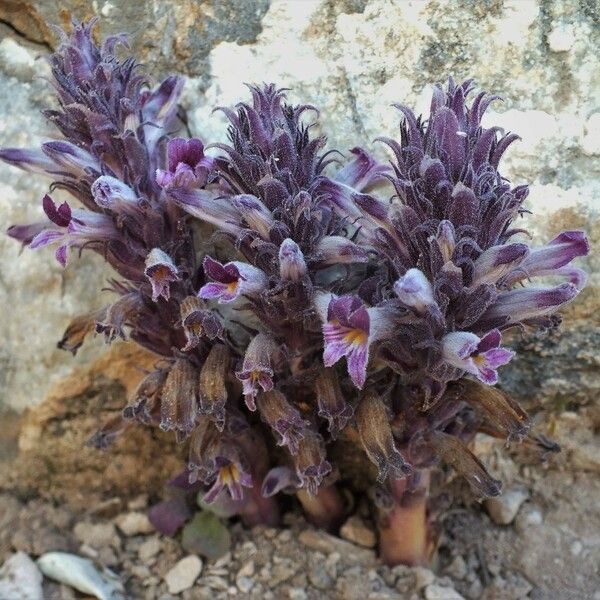 Orobanche cooperi Цветок