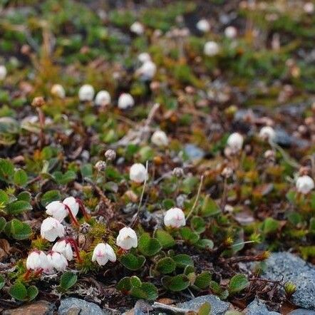 Cassiope hypnoides Pokrój