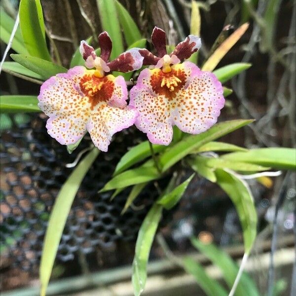 Rhynchostylis gigantea Flower