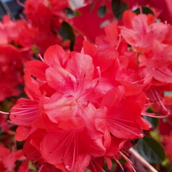 Rhododendron indicum Virág